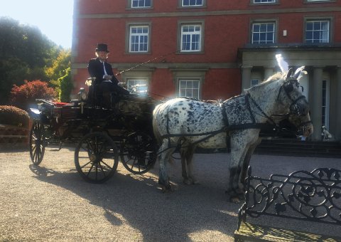 Wedding Horse and Carriage from The Cavalry of Heroes - The Cavalry of Heroes - Horses and Carriages