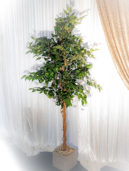 Ficus Tree - Dream Hire & Deco Ltd