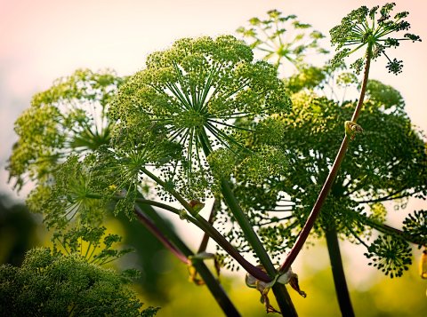 Wedding Flowers - Coombe Blooms-Image 20959