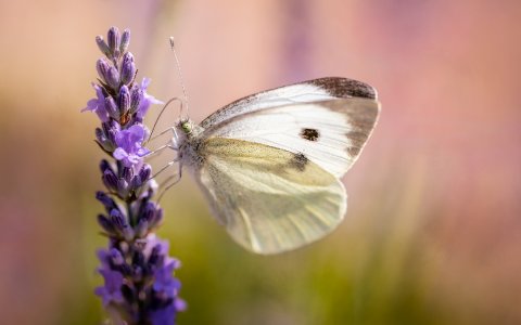 Wedding Ceremony and Reception Venues - Cressing Barns-Image 28611