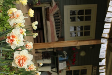 My workshop space in Spring - Cherfold Cottage Flowers