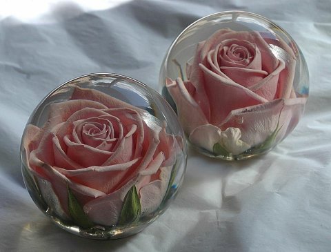 Beautiful pink single roses in our single rose flower paperweights - Flower Preservation Workshop