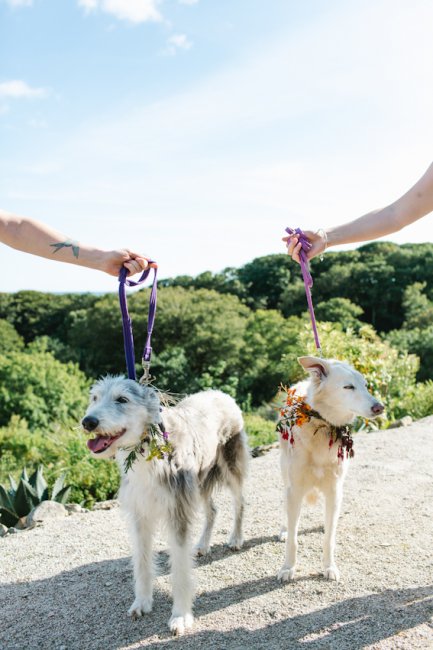 Wedding doggies - Tremenheere Sculpture Garden