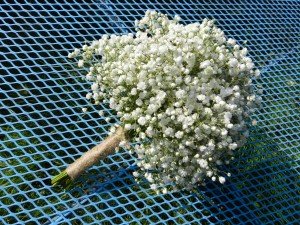 Gyp bouquet - Sandra's Flower Studio