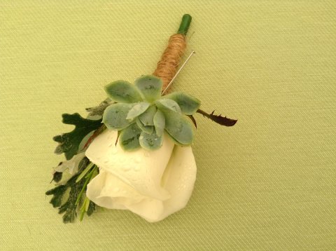 white rose with foliage - manor nursery garden centre