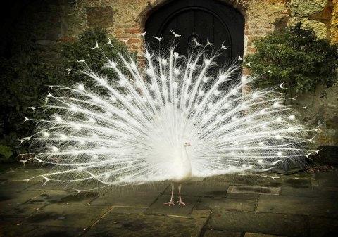 Wedding Ceremony and Reception Venues - Amberley Castle-Image 15545