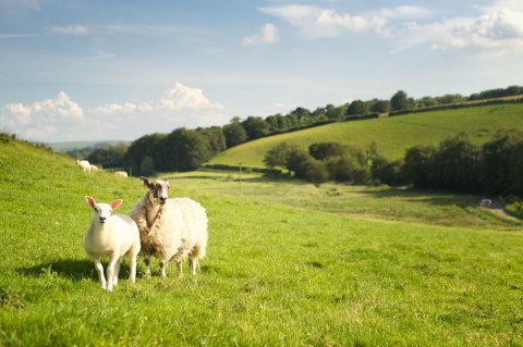 Local sheep - Carfraemill Lodge