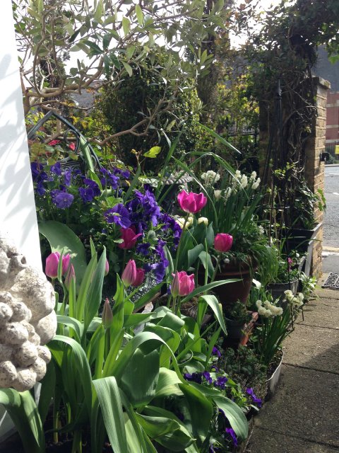 Springtime front garden - Number One Port Hill