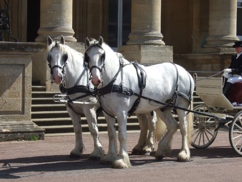 Wedding Transport - Carriages by Midnight-Image 7456