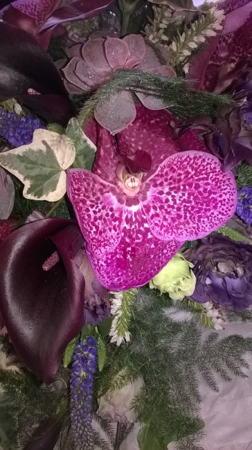 Vanda orchid - Garlands Florist