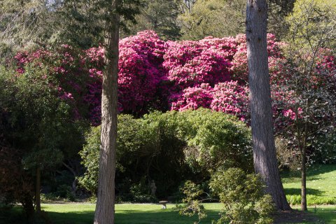 Rhododendrons - Tracey Estate
