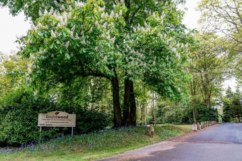 Woodland setting - Roundwood