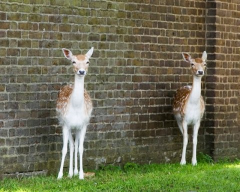 Wedding Reception Venues - Hampton Court Palace Golf Club-Image 4502