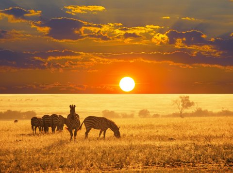 African Safari - Far and Away Luxury