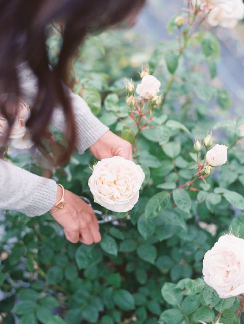 June Roses. Image by D'Arcy Benincosa - The Garden Gate Flower Company