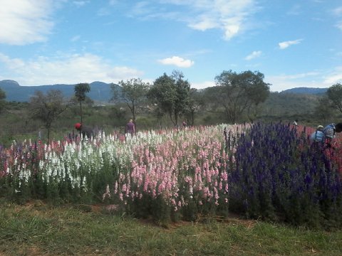 Wedding Confetti - The Natural Confetti Company-Image 24535