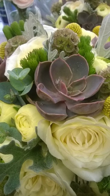 Succulents - Garlands Florist