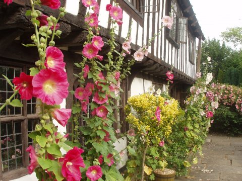 Hollyhocks at St Mary's House - St Mary's House & Gardens