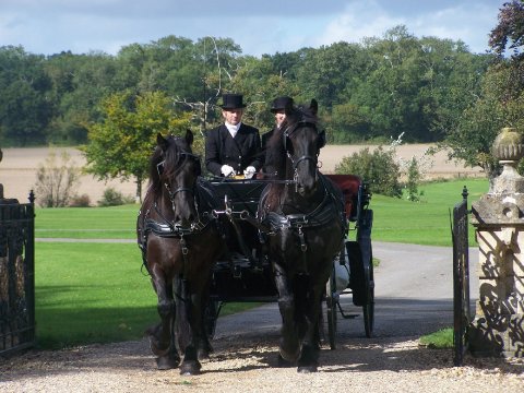 Wedding Horse Drawn Carriages - Carriages by Midnight-Image 7459