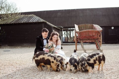 Pigs! - South Farm 