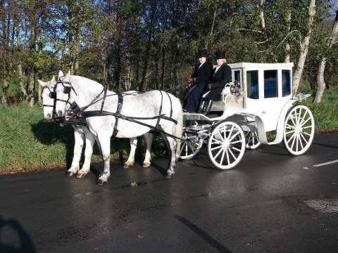 Wedding Transport - South Wales carriage driving centre -Image 23436