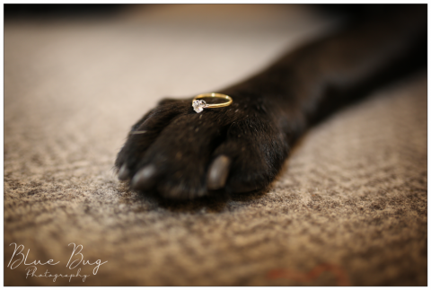 Dogs are especially fabulous at weddings. - Blue Bug Photography