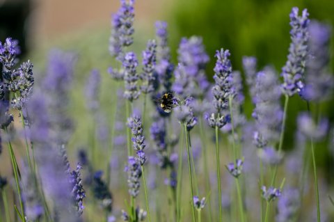 Wedding Ceremony and Reception Venues - Cressing Barns-Image 28612