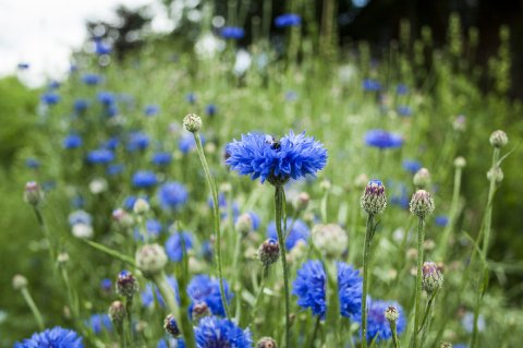 Cornflowers - The Flower Patch