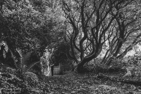 Wedding Photographers - Tracey Warbey Photography-Image 47985