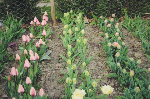 Tulips in the Cutting Garden - Cherfold Cottage Flowers
