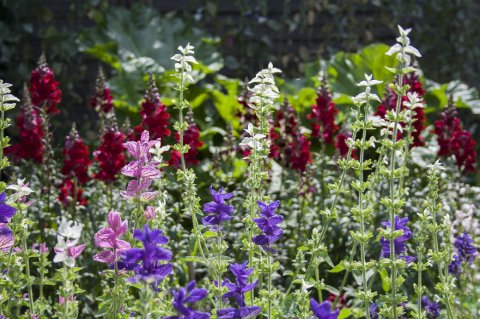 The garden in summer - The Flower Patch