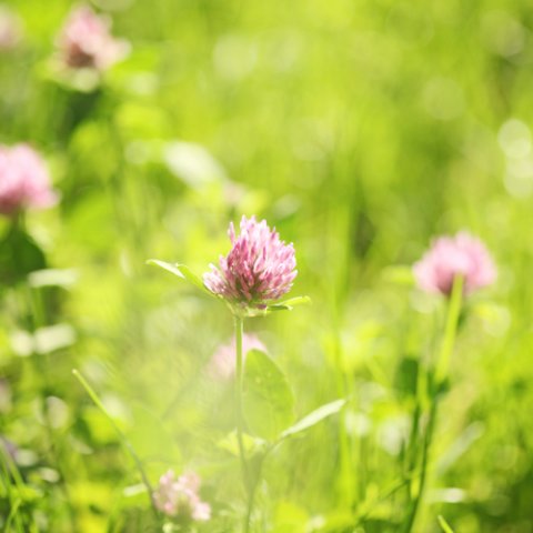 Honeymoons - My Cool Holiday-Image 40260