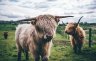 Copy of Highland-Cow-Bridgwood Photography.jpg